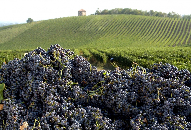 Giovedì 21 giugno “Strawberry Food &amp; Wine” dedicato ai vini emiliani dell’azienda Cinque Campi di Montecalvo in provincia di Reggio Emilia